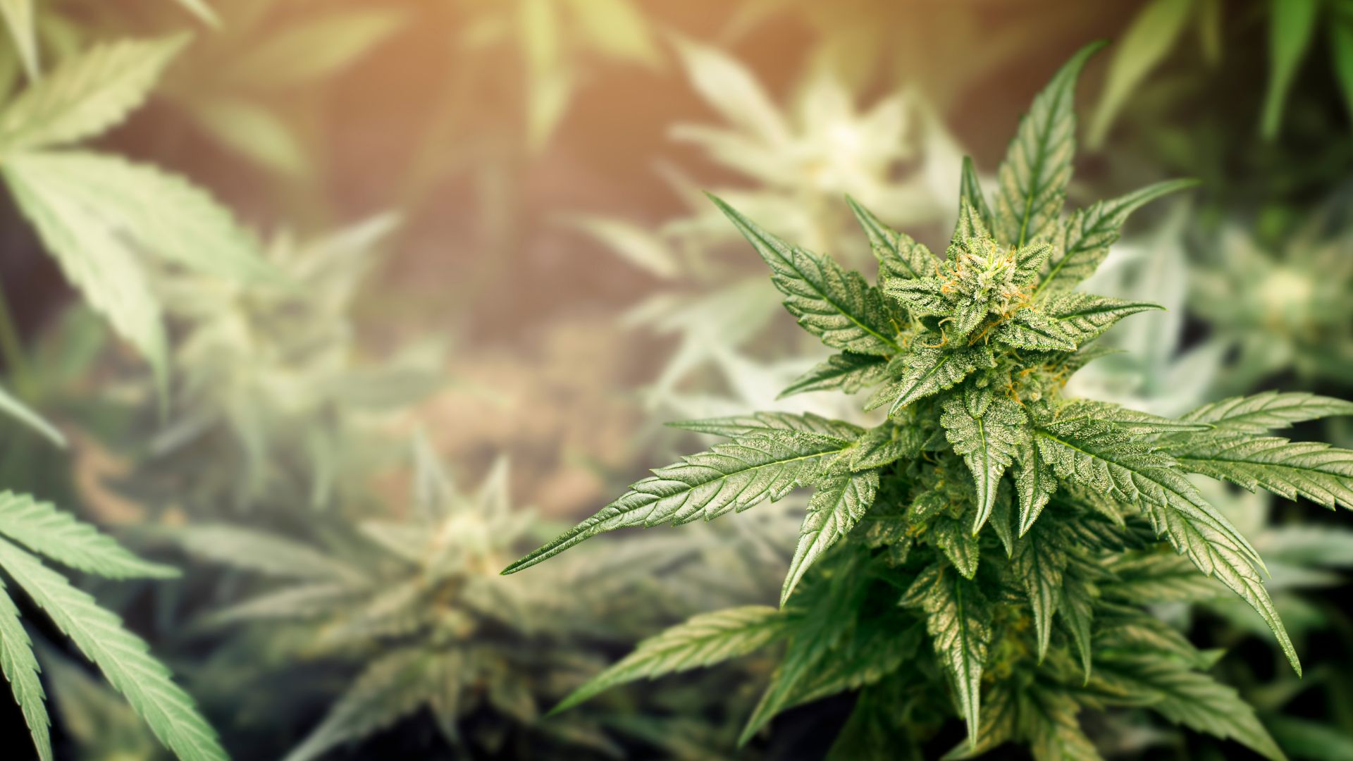 Cannabisblüten - der Kontakt zu PlantyCom