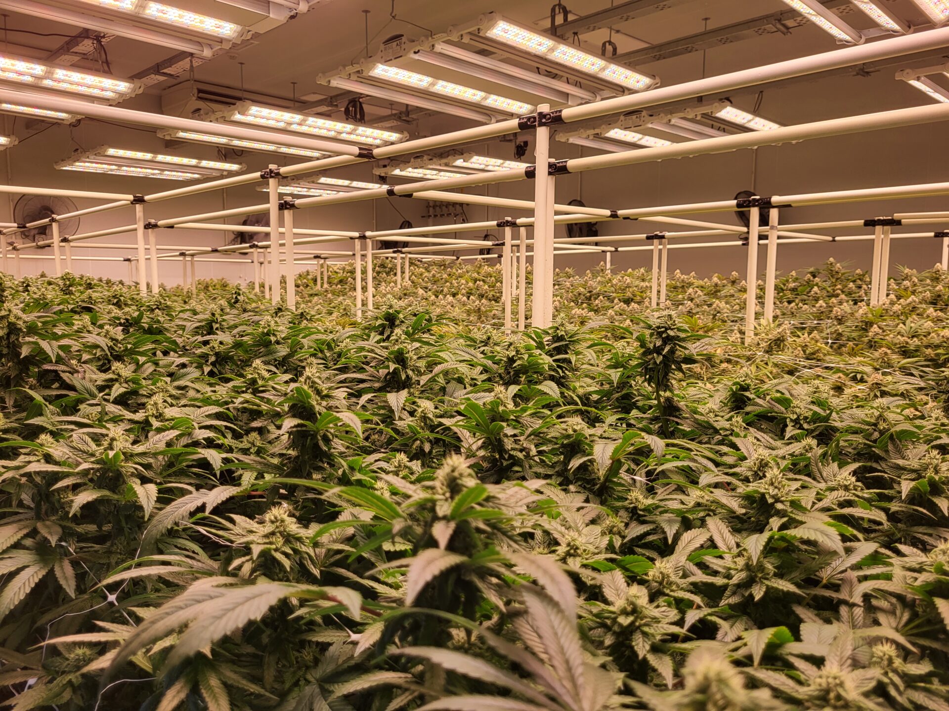 Ein Meer aus Cannabisblüten